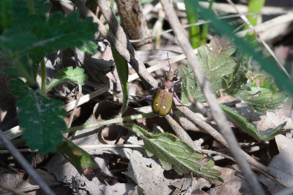 Carabidae: Cicindela campestris? S